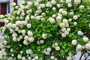Blooming viburnum opulus (guelder rose buldenezh). Decorative viburnum bush with white flowers on branches in the shape of snowballs in the garden next house - obrazy, fototapety, plakaty
