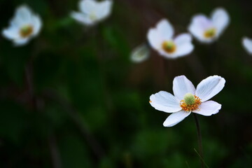 Blooming flower of white anemone sylvestris (wood anemone) on meadow close up on blurred dark background. Selective focus