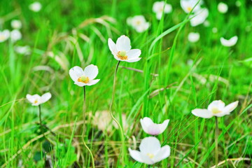 Blooming flower of white anemone sylvestris (wood anemone) on meadow on blurred background. Selective focus