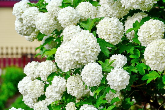 Blooming viburnum opulus (guelder rose buldenezh). Decorative viburnum bush with white flowers in the shape of snowballs in the garden