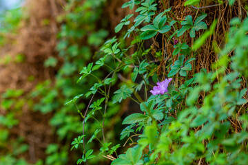 Vilote flower