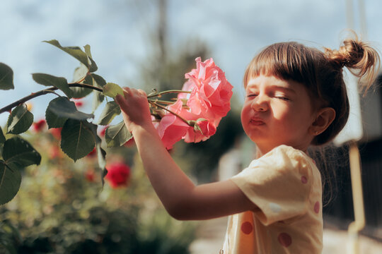 Allergic Child Smelling A Pink Rose In Blooming Season