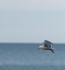 Fototapeta na wymiar one isolated grey and white seagull in flight in blue sky over blue water of Lake Ontario Canada outdoors in nature on beautiful day shot at lakeshore vertical format room for type content or logo 