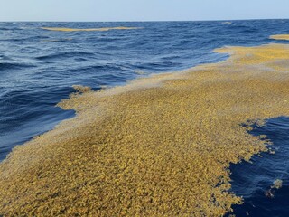 Sargassum