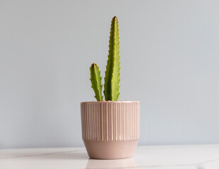 Stapelia starfish cactus in a brown ceramic pot with copy space