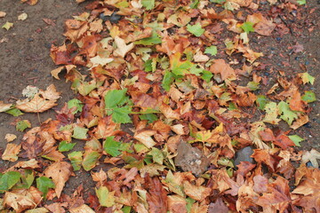 autumn leaves background