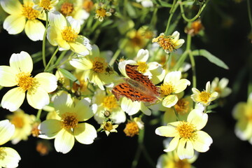 秋の日本の公園に咲くウインターコスモスの黄色い花の蜜を吸うキタテハ