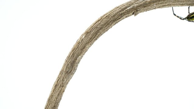 さかさまの状態で棒を移動するコガネグモのメス