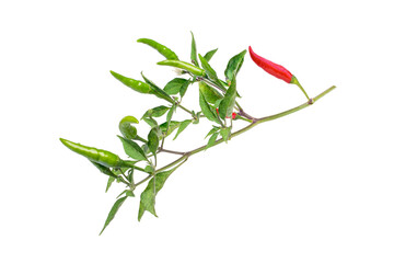 Branch of red hot chili pepper with green leaves isolated on white background. 