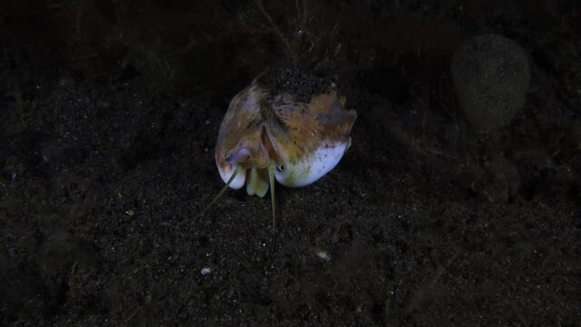 Vomer conch - Euprotomus vomer walking on the seabed at night. Sea life of Tulamben, Bali, Indonesia.