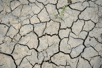 dry paddy field background  textures