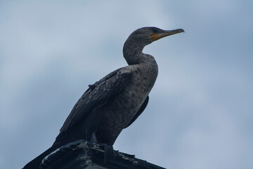 Ave mirando al cielo 2