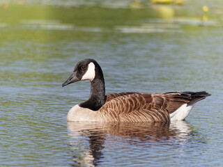 Obraz premium Canada goose on a lake