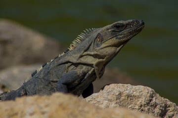 Iguana 2
