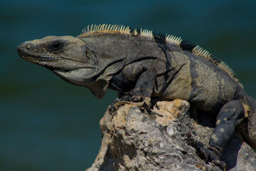 Iguana 3