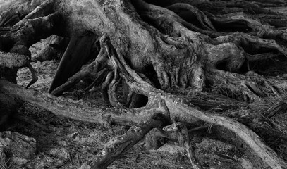 Roots are old roots on the ground.