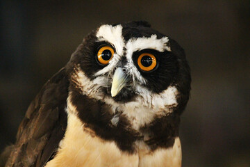 メガネフクロウの成鳥