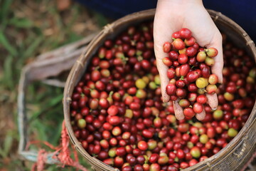 Obraz premium organic arabica coffee with farmer harvest in farm.harvesting Robusta and arabica coffee berries by agriculturist hands,Worker Harvest arabica coffee berries on its branch, harvest concept.