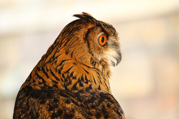 顔を右に向けているユーラシアワシミミズク