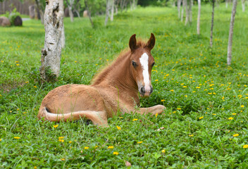 Little foal resting on green grass in Vietnam