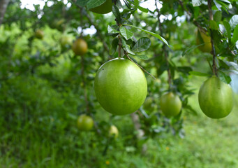 Crescentia cujete, commonly known as the calabash tree growing in Vietnam