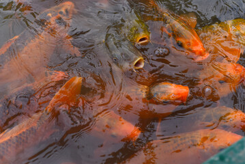 Many carp koi fish swimming in the water in Asia