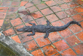 Crocodile resting on the floor in Vietnam
