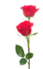 Several red roses on a white background.