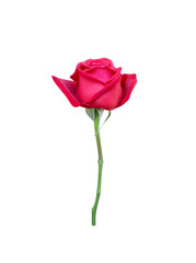 Single red rose flower blooming with water dropds and green stem leaf isolated on white background , clipping path