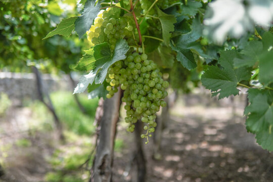 bunch of green grapes in vineyards
