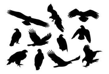 Fototapeta premium Eagle, kite. Black and white bird silhouette