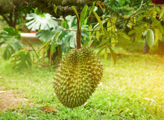 the perfect fruit of durian that is growing lowest near the ground on it's tree,durian is an economic crop and the planted area to be an agricultural tourism attraction in Thailand.