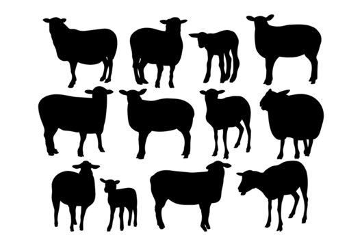 Sheep, black and white illustration. Farm animal.