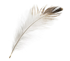 Eagle bird feather isolated on white background