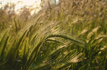 wheat field in summer close up