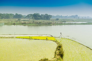 Beautiful rural landscape of Paddy field with river and blue sky in the background. Kolkata, West Bengal, India