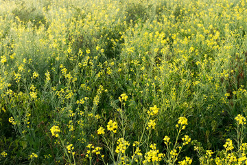 Obraz premium Winter morning - mustard plants field - yellow coloured agricultural field. Rural Indian scene.