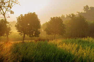 Fototapeta na wymiar Sun rises in the background, sunrays falling over a green agriculture field. Rural Indian scene. Nature stock image.