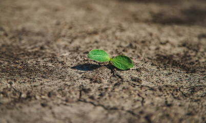 A sprout grows in dry soil. Selective focus.