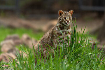 Far east wild cat on grass. space for text