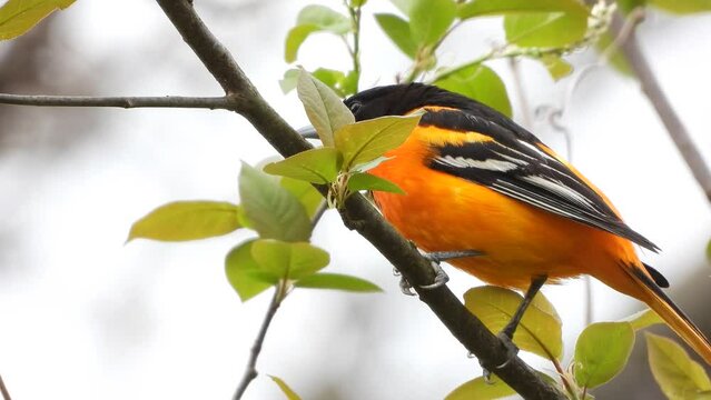A yellow orange Baltimore oriole sitting on a tree branch  Icterus galbula
