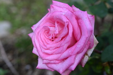 rose flower in my garden