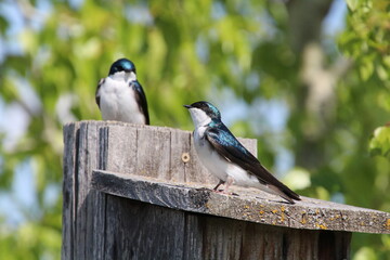 Obraz na płótnie Canvas Tree Swallows, Pylypow Wetlands, Edmonton, Alberta