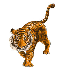 A tiger that is looking to pounce on its prey.