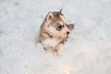 Fototapeta premium A little one and a half month old husky puppy on white fluff with luminous garlands.