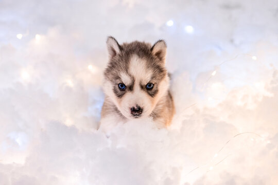 A little one and a half month old husky puppy on white fluff with luminous garlands.