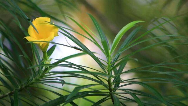 Footage of Yellow Oleander Flowers With blurred background. Suitable for video footage of reviews of medicinal plants or ornamental plants in the surrounding environment