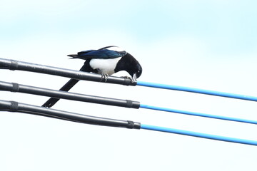 貫禄ある雰囲気のカササギ