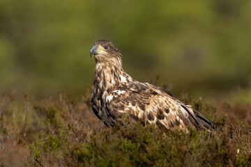 White-tailed eagle in the bog at spring with forest background