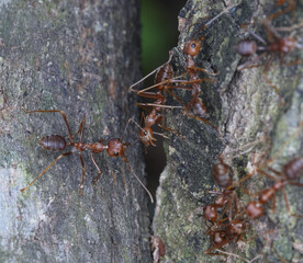  Closeup of red ants  on a tree ,macro